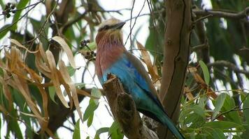 un vistoso exótico pecho lila rodillo pájaro en del Sur África video