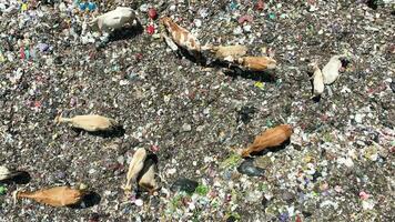 vista aérea de un centro de basura de la ciudad lleno de basura. rebaño de vacas comiendo basura en un vertedero. problemas de ecología y salud. video