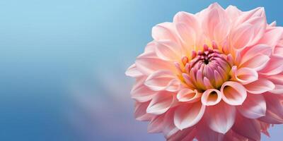 Dahlia flower copy space background. photo