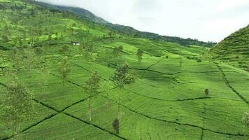 Antenne Aussicht von Tee Plantage im ein nebelig Morgen im Wonosobo, zentral Java, Indonesien video