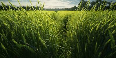Field rice with paddy plant, clean sky wallpaper background. AI Generated photo