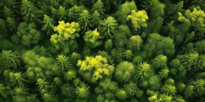 Green pine forest blurred background, AI generated photo