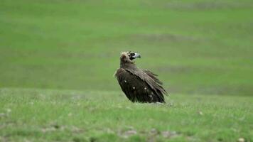une gratuit sauvage vautour dans vert Prairie video