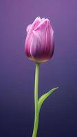 Purple tulip tulipa flower wallpaper background. AI Generated photo