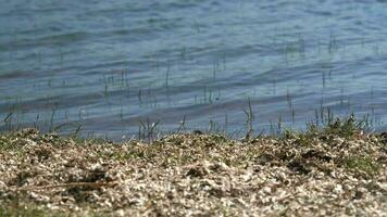 vit torr mossa löv och grön örter på de lugna sjö Strand video