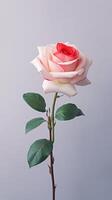 White rose flower copy space blurred background. AI Generated photo