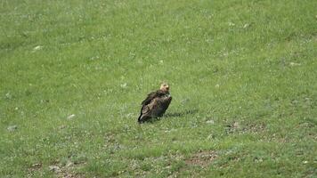 salvaje águila encaramado en verde prado video