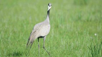 Real Wild Crane Birds Walking in Natural Meadow Habitat video