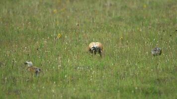 wild rötlich Shelduck Vogel Familie mit Eltern und jung Jungen im natürlich Wiese video