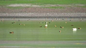 Swan Bird Among Mixed Waterfowl in Natural Lake video