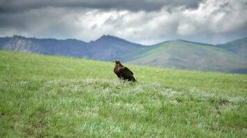 ein kostenlos wild golden Adler Vogel im natürlich Lebensraum von Grün Wiese video