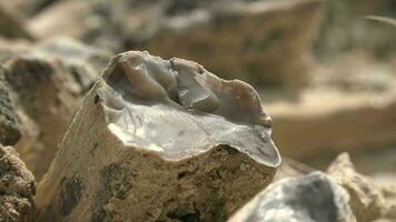 Petrified forest in which tree trunks have fossilized video