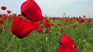 A Bunch Red Poppy Flowers video