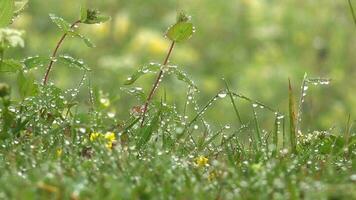 agua gotas en el plantas en niebla video