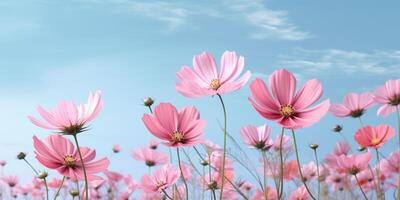 Cosmos flower meadow copy space  background. AI Generated photo