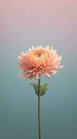 Chrysanthemum flower blurred background. AI Generated photo