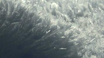 Sharp Rime Ice Crystals and Fragile Thin Hoar Frost in Sunny Winter Day video