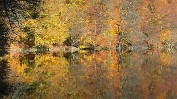 riflessione di autunno colori su il lago superficie nel il fantastico calma foresta video