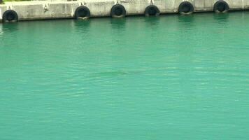 delfín siguiente a puerto y muelle en turquesa azul mar video