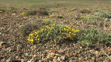 estéril plantas y flores en árido terrestre suelo superficie video