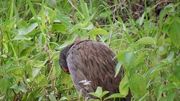 un salvaje de cuello rojo spurfowl pájaro en el prado en África video