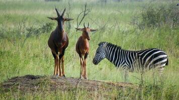 topi en zebra in de Afrikaanse savanne video