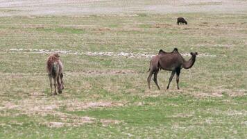 selvagem camelos roaming Grátis livremente dentro estéril estepes do gobi deserto video