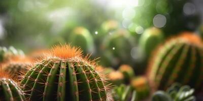 Cactus plant blurred photo, copy space background, AI Generated photo