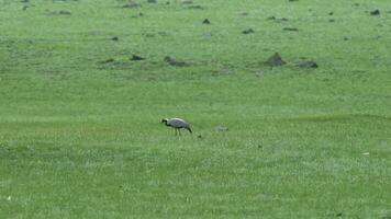 vero selvaggio gru uccelli a piedi nel naturale prato habitat video