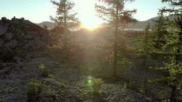 Relaxing Sunny Lake View Behind Tree Branches video