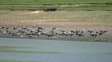 Real Wild Crane Birds in Natural Lakeshore video