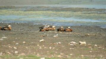 selvaggio rubicondo volpoca uccello famiglia con genitori e giovane cuccioli nel naturale lago video