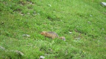 Orange Pelz Boden Eichhörnchen im ein Wiese bedeckt mit Grün frisch Gras video