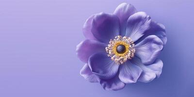 Beauty anemon Flower on Beautiful Blurred Background, photo