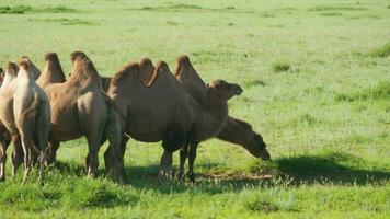 manada de salvaje camello libre de itinerancia libremente en estepa de Asia video