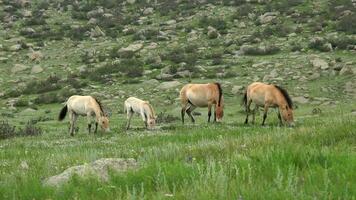 wild przewalski Pferde im echt natürlich Lebensraum Umgebung im das Berge von Mongolei video