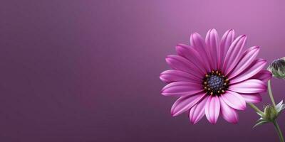 Beauty xeranthemum flower, garden decoration, copy space blurred background, AI Generated photo