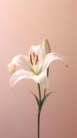 White lily flower copy space blurred background. photo