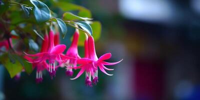 Fuchsia pink flower copy space blurred background, AI Generated photo