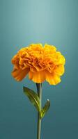 Hydrangea paniculata flower blurred background. photo