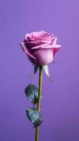 Purple rose flower copy space blurred background. AI Generated photo