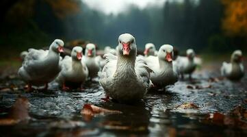 A bunch of white geese walking photo