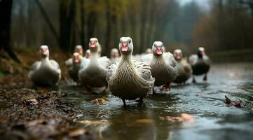 A bunch of white geese walking photo