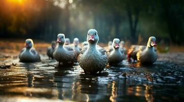 A bunch of white geese walking photo