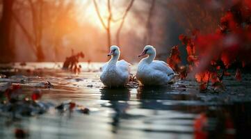 A bunch of white geese walking photo