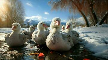 A bunch of white geese walking photo