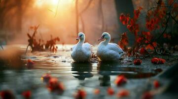 A bunch of white geese walking photo