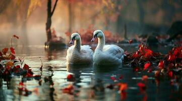 A bunch of white geese walking photo