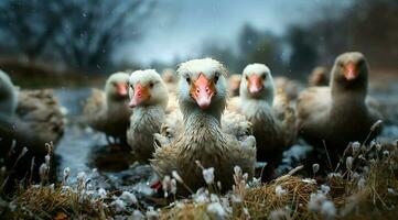 A bunch of white geese walking photo