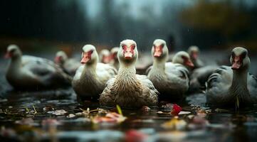 A bunch of white geese walking photo